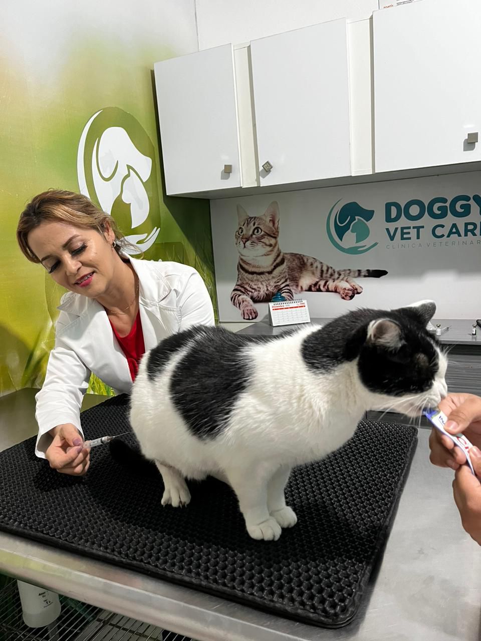 Mascota feliz recibiendo vacuna
