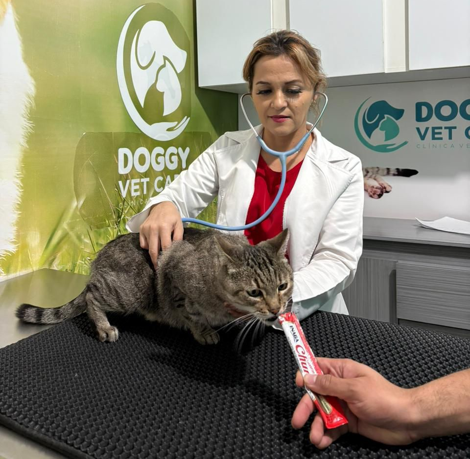 Veterinario revisando un perro